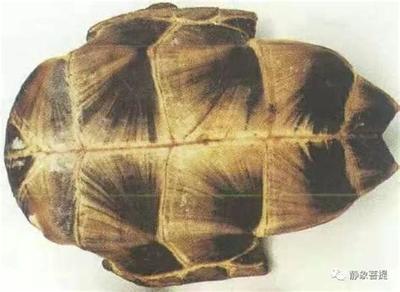 如何用塔罗牌看未来走向?一看就会教程