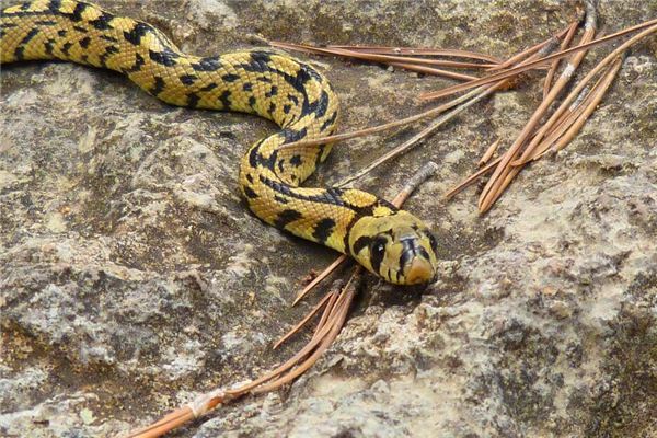 梦见蛇的心理学解梦是什么意思